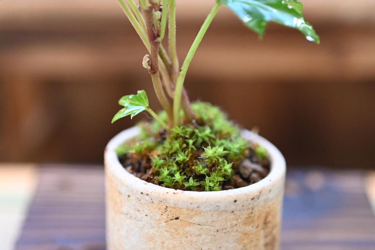 Mini English Ivy - Miyazaki pot | 4-5 inches