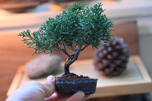 Mini juniper bnonsai in a handmade ceramic pot from Miyazaki, Japan