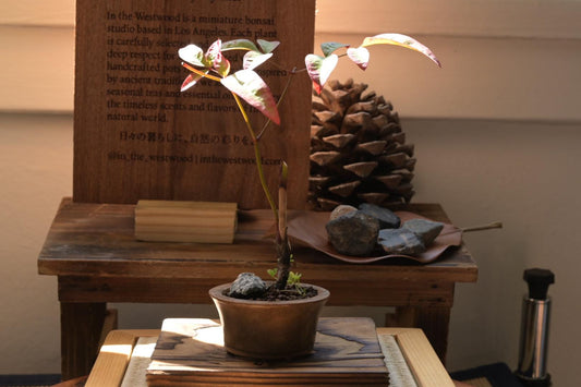 Heavenly Bamboo | Mini Nadina Bonsai in Ceramic Pot from Miyazaki, Japan | Mame bonsai tree Gift