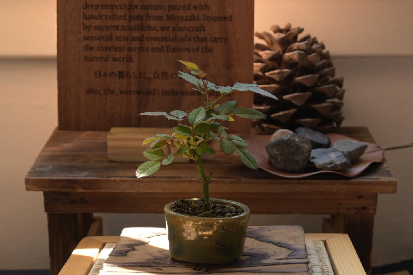 Mini rose Bonsai in Ceramic Pot from Miyazaki, Japan | Mame bonsai tree Gift