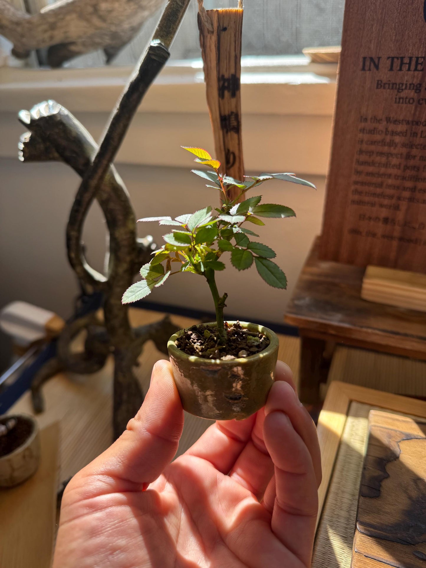 Mini rose Bonsai in Ceramic Pot from Miyazaki, Japan | Mame bonsai tree Gift