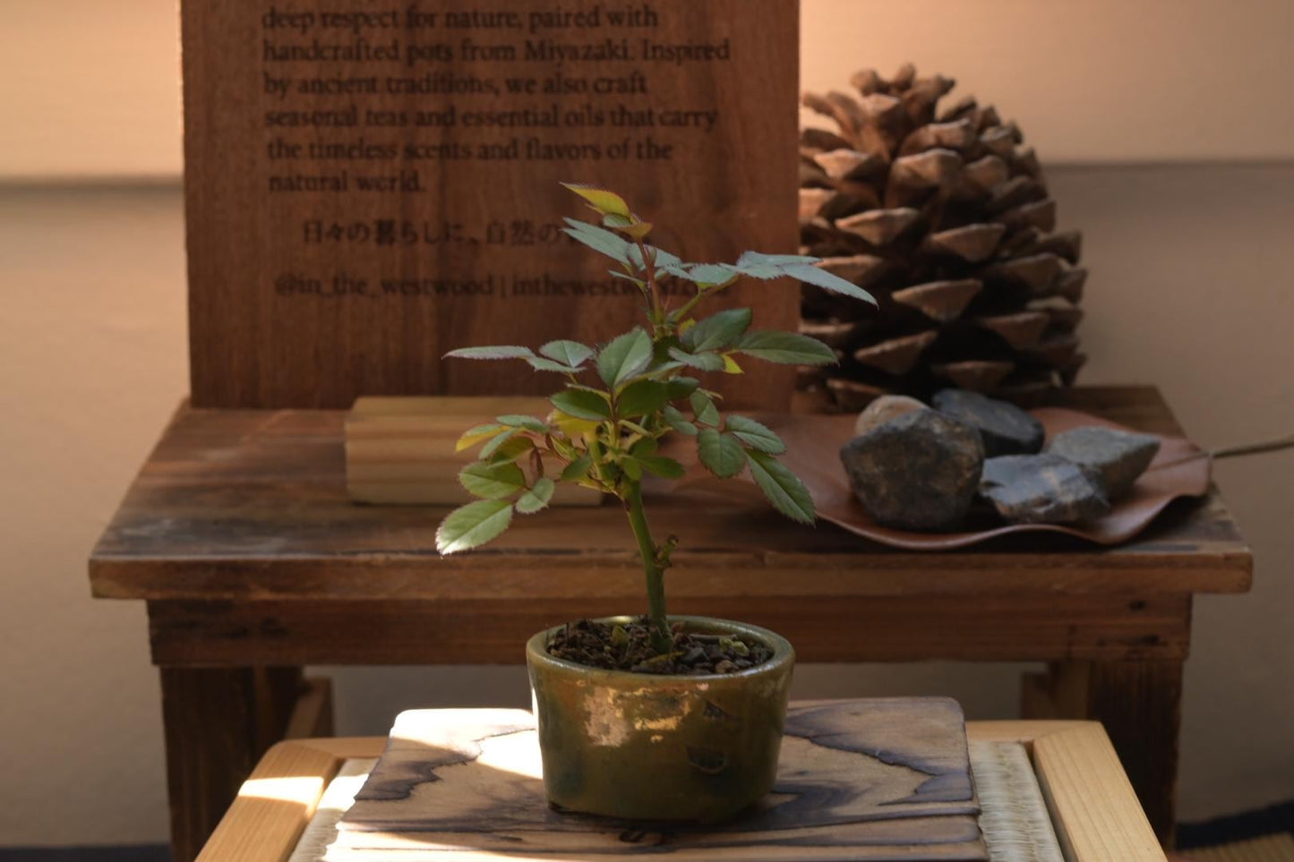 Mini rose Bonsai in Ceramic Pot from Miyazaki, Japan | Mame bonsai tree Gift