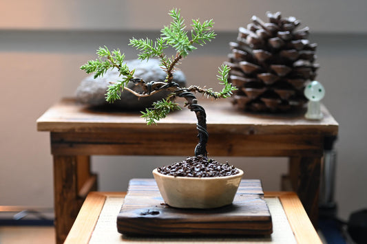 Mini Juniper bonsai in handmade ceramic pot from Miyazaki with a care guide
