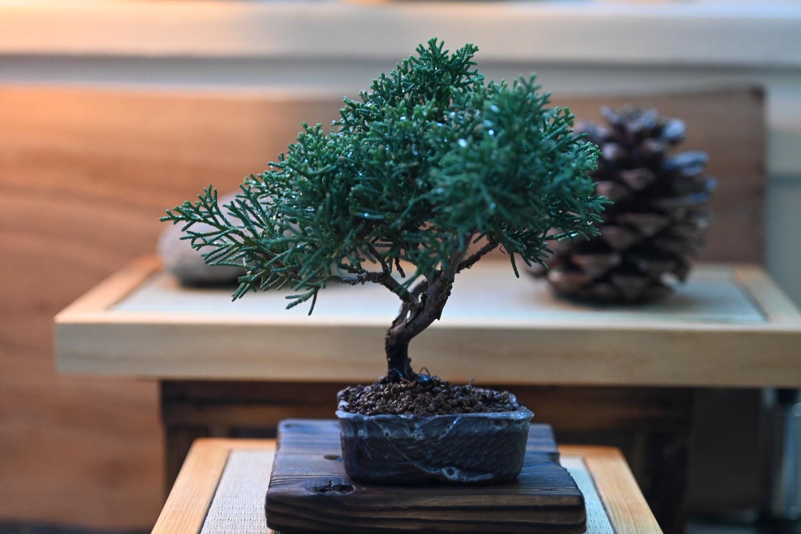 Mini juniper bnonsai in a handmade ceramic pot from Miyazaki, Japan – In  the Westwood