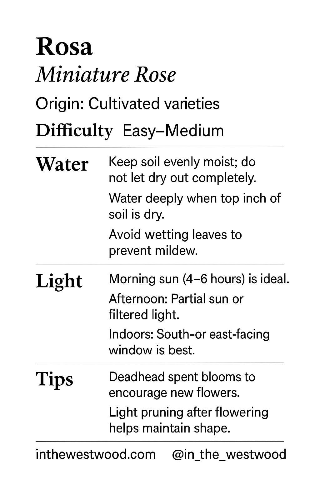 Mini rose bosai in a handmade ceramic pot from Miyazaki, Japan