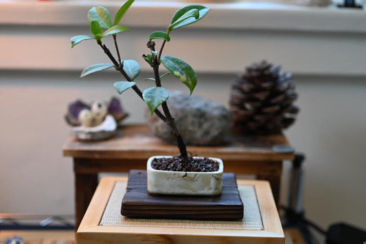 Japanese Jasmine Bonsai – Miniature Handmade Pot | Fragrant Mame Bonsai, Natural Indoor Living Art with Care Guide