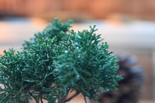 Mini juniper bnonsai in a handmade ceramic pot from Miyazaki, Japan