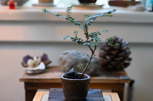 Japanese Zelkova (Chinese Elm) Bonsai – Handmade Ceramic Pot | Miniature Mame Bonsai, Four Seasons Living Art with Care Gu