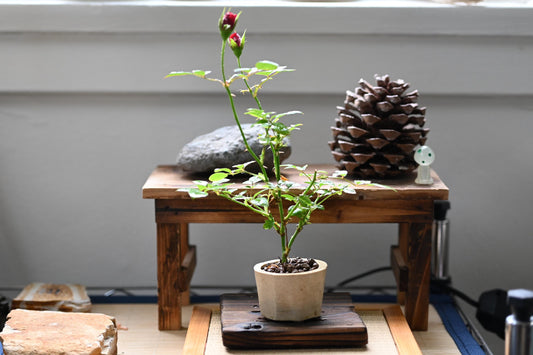 Mini rose bonsai in handmade pot from Miyazaki with a care guide