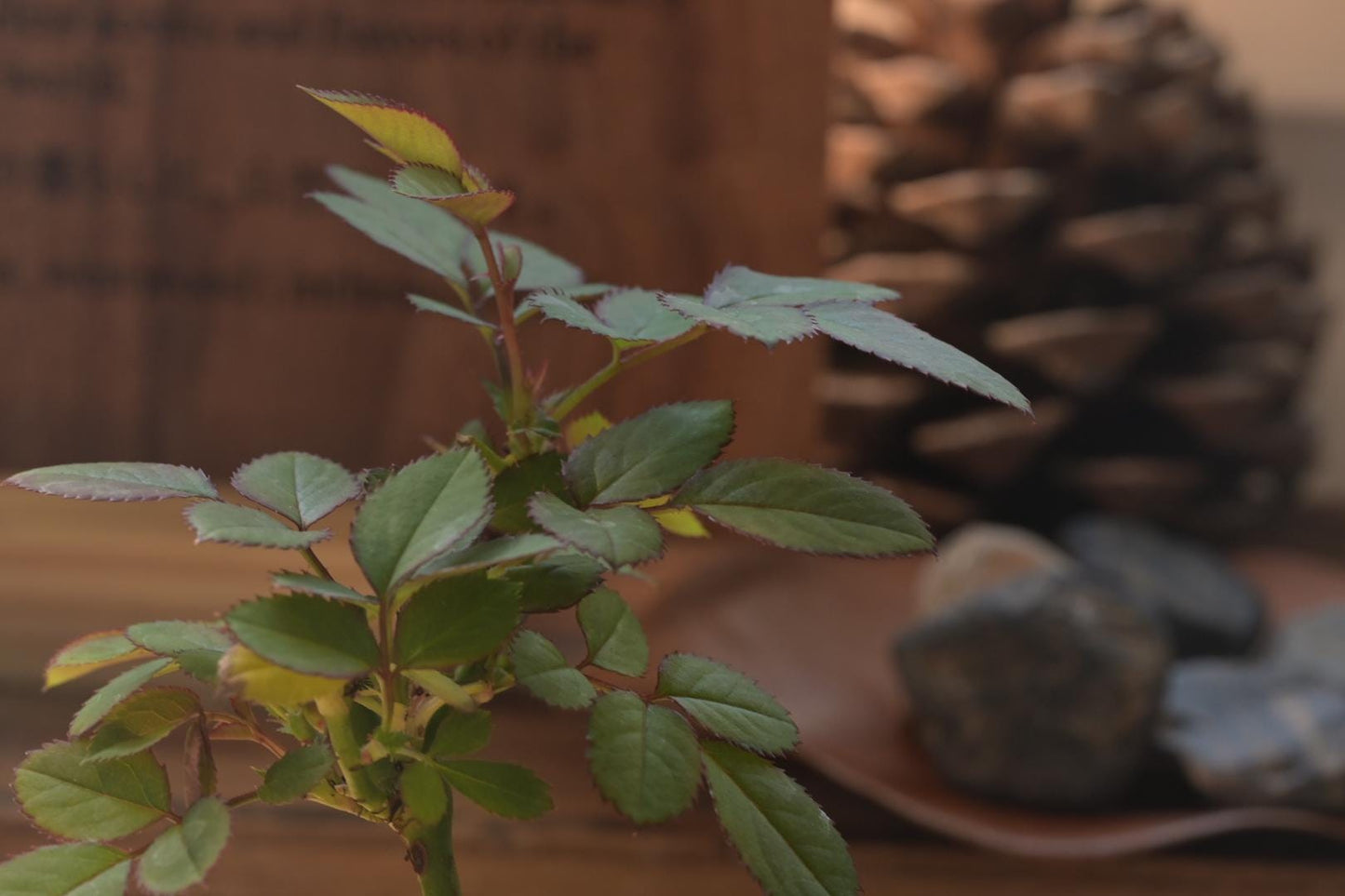 Mini rose Bonsai in Ceramic Pot from Miyazaki, Japan | Mame bonsai tree Gift