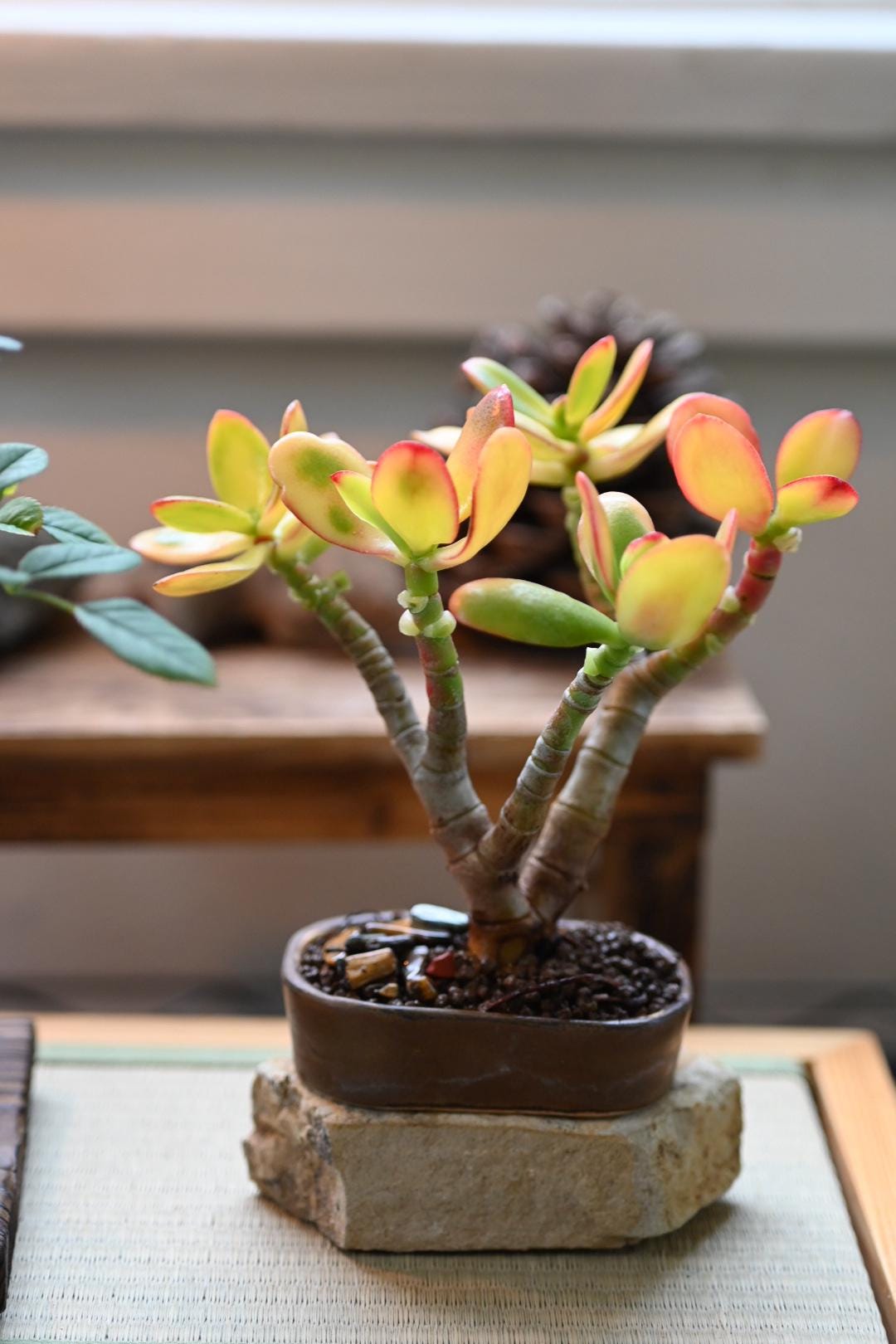 Mini Jade Bonsai - Handmade Miyazaki Pot | 4-5" tall