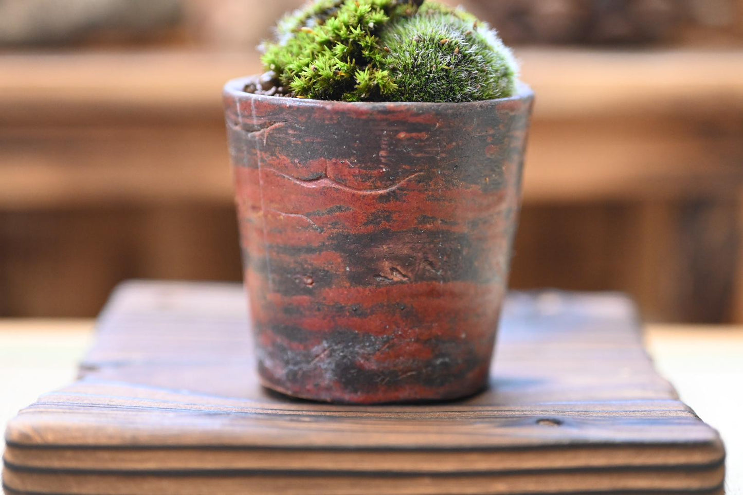 Mini Nandina Bonsai | Handmade Pot | 6–8” Tall