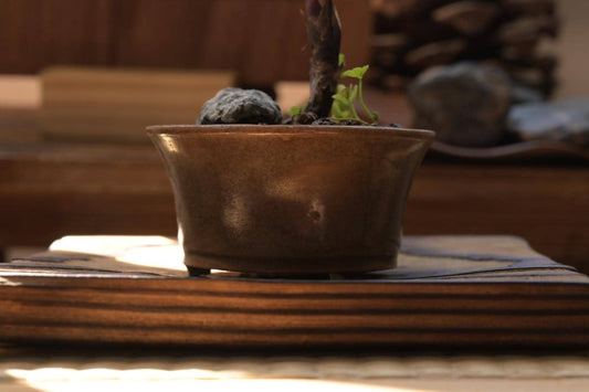 Heavenly Bamboo | Mini Nadina Bonsai in Ceramic Pot from Miyazaki, Japan | Mame bonsai tree Gift