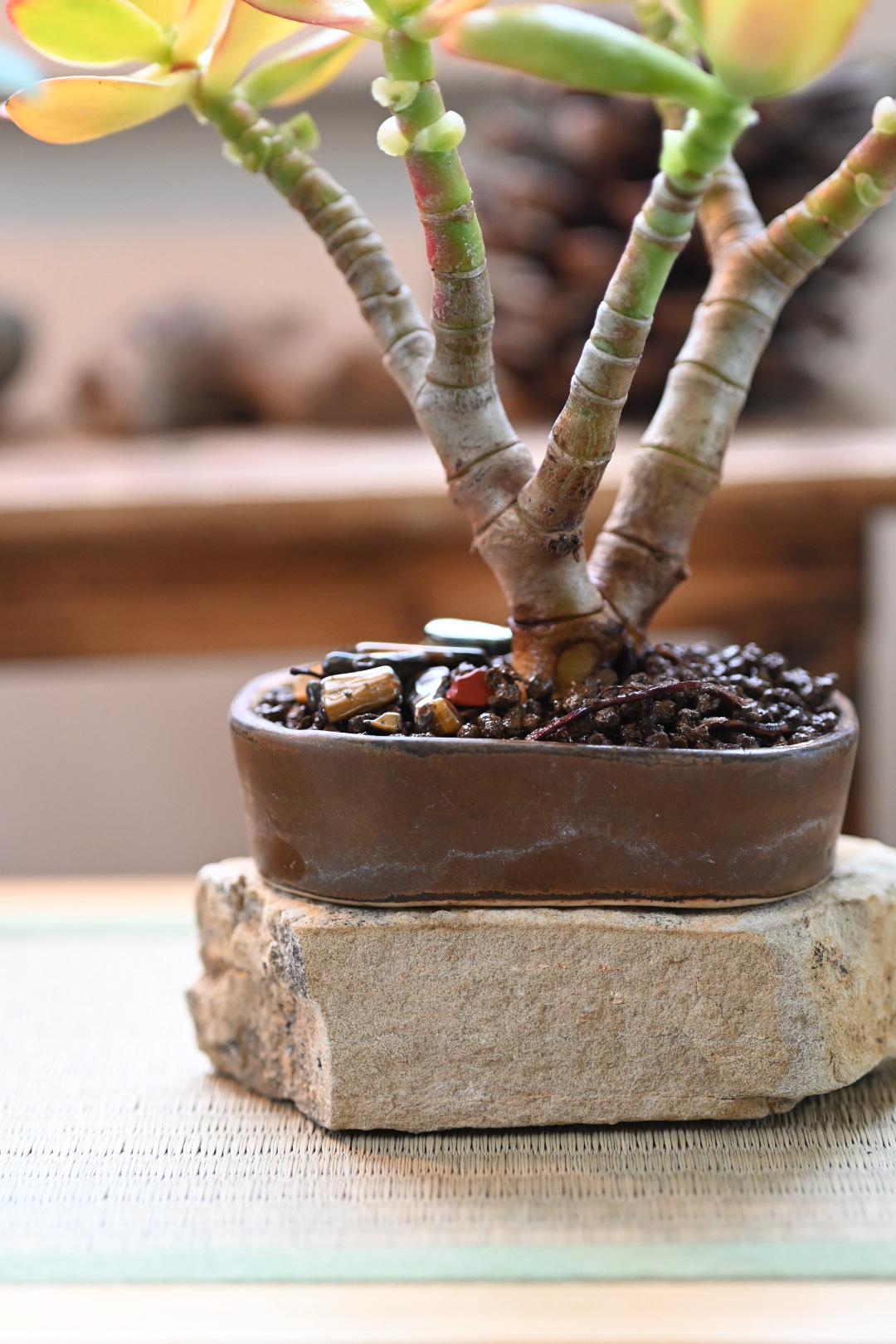 mini jade plant Mini Jade Bonsai - Handmade Miyazaki Pot