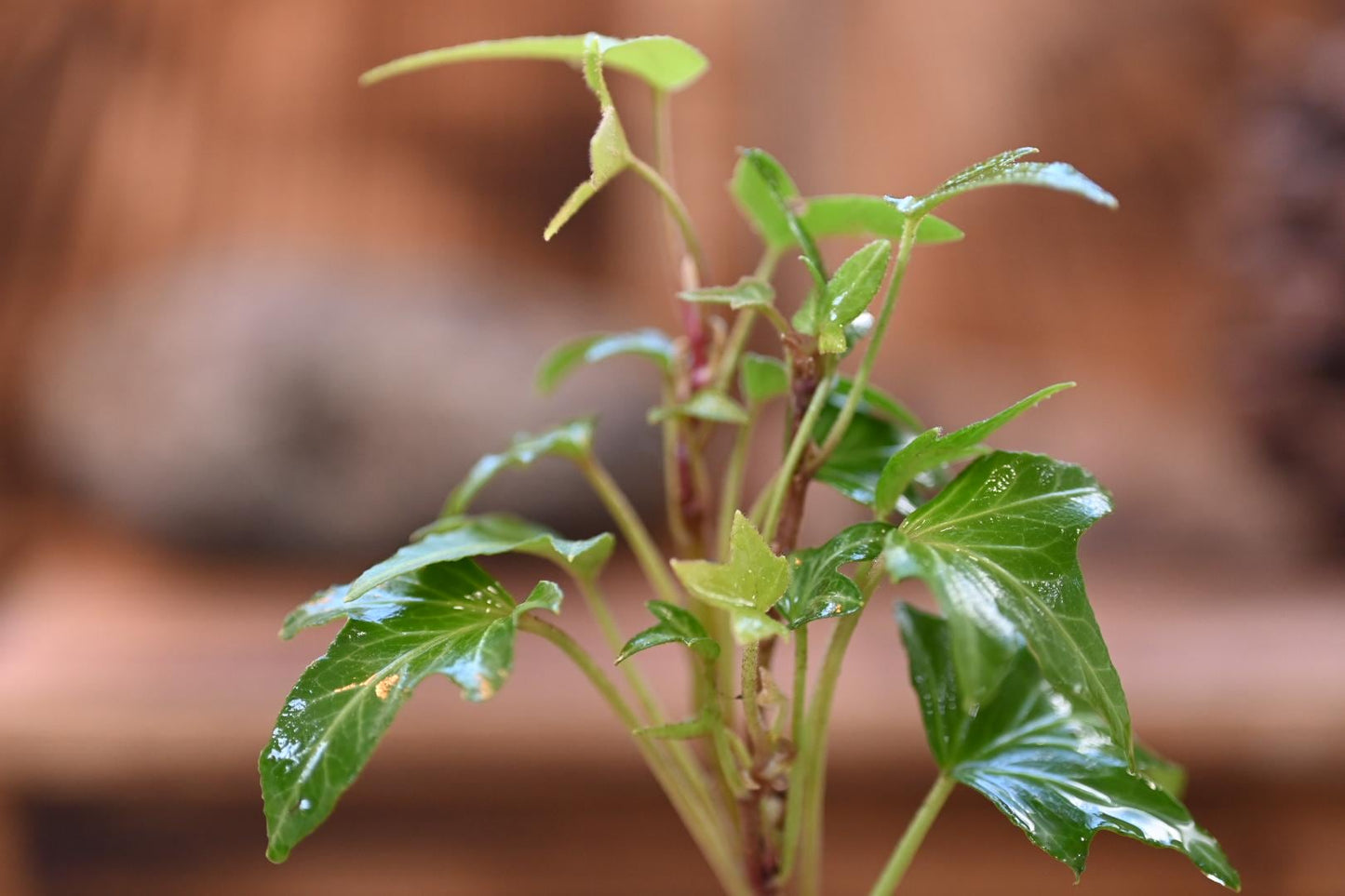 Mini English Ivy - Miyazaki pot | 4-5 inches