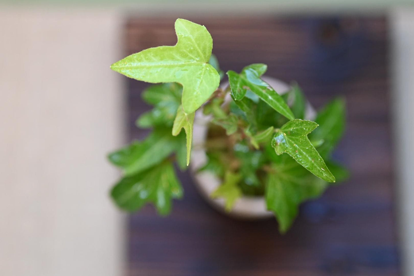 Mini English Ivy - Miyazaki pot | 4-5 inches