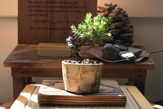 Mini Juniper Bonsai in Ceramic Pot from Miyazaki, Japan | Mame bonsai tree Gift