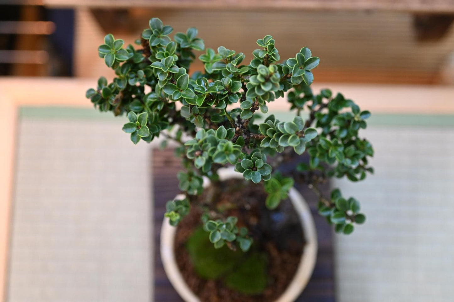 Mini Masaki bosai - Miyazaki Pot | 6-7 inches