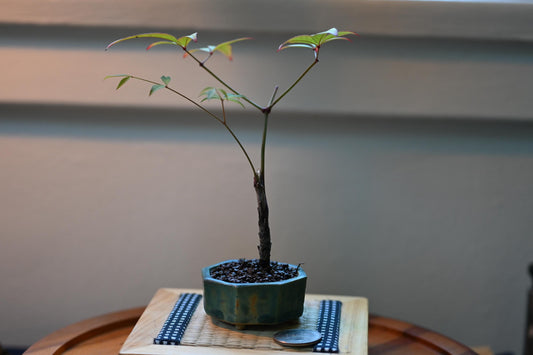Heavenly Bamboo | Mini Nadina Bonsai in Ceramic Pot from Miyazaki, Japan | Mame bonsai tree Gift