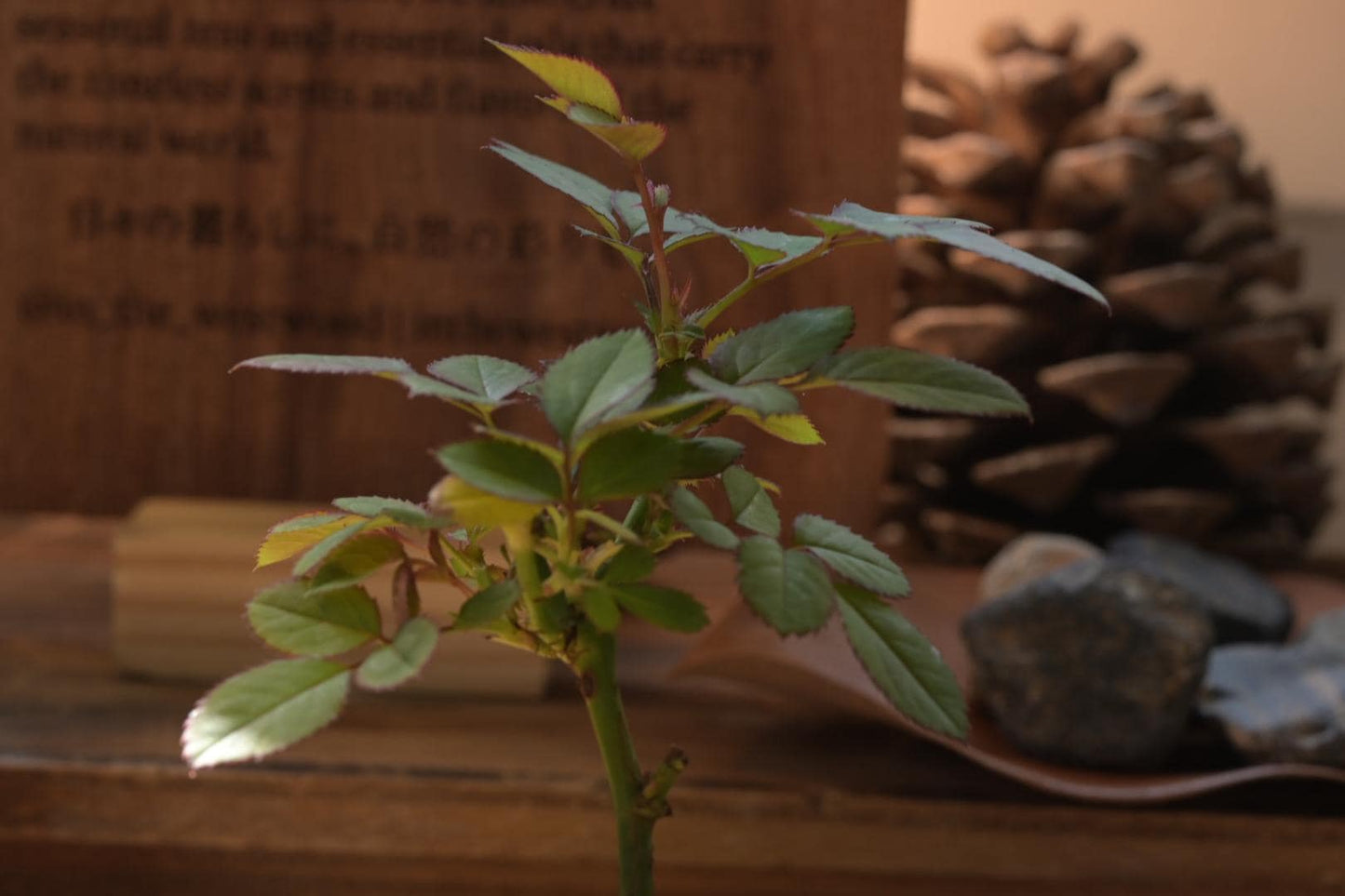 Mini rose Bonsai in Ceramic Pot from Miyazaki, Japan | Mame bonsai tree Gift