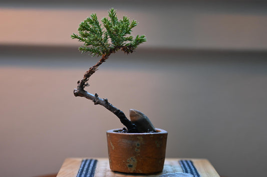Mini Shinpaku Juniper Bonsai in Ceramic Pot from Miyazaki, Japan | Mame bonsai tree Gift