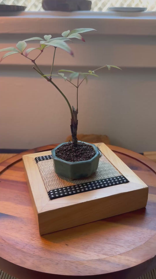 Heavenly Bamboo | Mini Nadina Bonsai in Ceramic Pot from Miyazaki, Japan | Mame bonsai tree Gift