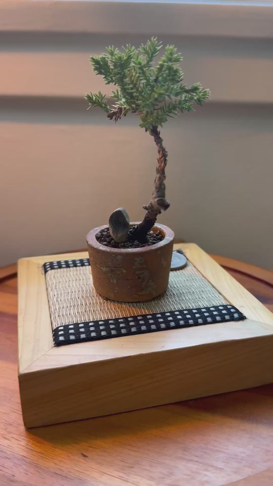 Mini Shinpaku Juniper Bonsai in Ceramic Pot from Miyazaki, Japan | Mame bonsai tree Gift